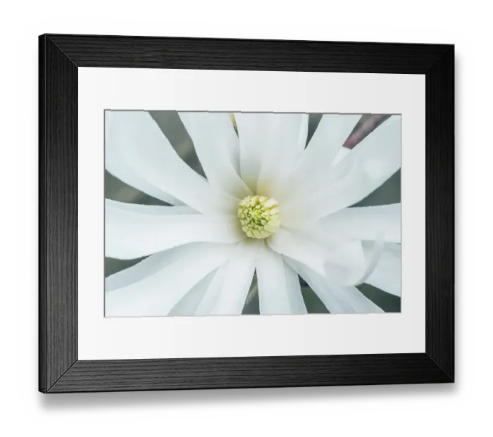 Framed Print : Washington State, Bellevue. Star Magnolia Framed Print : Washington State, Bellevue. Star Magnolia