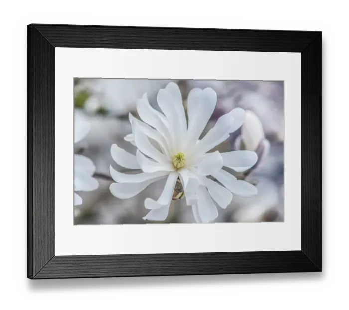 Framed Print : Washington State, Bellevue. Star Magnolia Framed Print : Washington State, Bellevue. Star Magnolia