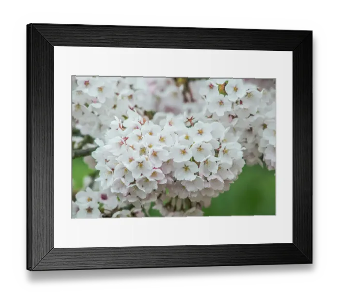 Framed Print : Washington State, Bellevue. Cherry blossoms Framed Print : Washington State, Bellevue. Cherry blossoms