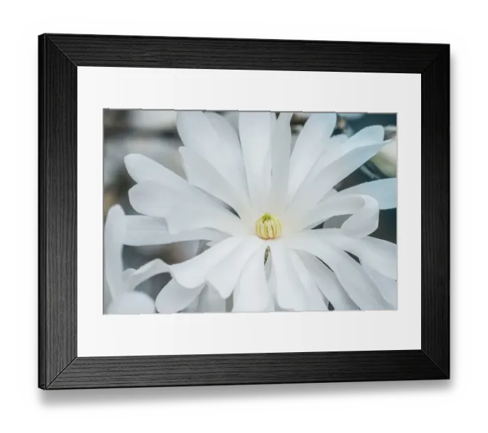 Framed Print : Washington State, Bellevue. Star Magnolia Framed Print : Washington State, Bellevue. Star Magnolia