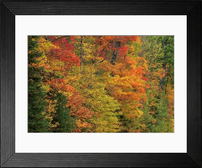 Framed Print : USA, Wisconsin, Chequamegon-Nicolet National Forest. Autumn-colored maple trees in forest. ©Don Grall  /  Jaynes Gallery  /  DanitaDelimont.com