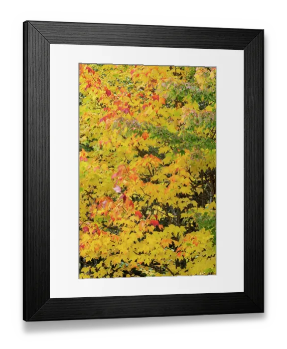 Framed Print : USA, Wisconsin, Chequamegon-Nicolet National Forest. Autumn-colored maple trees in forest. ©Don Grall / Jaynes Gallery / DanitaDelimont.com Framed Print : USA, Wisconsin, Chequamegon-Nicolet National Forest. Autumn-colored maple trees in forest. ©Don Grall / Jaynes Gallery / DanitaDelimont.com