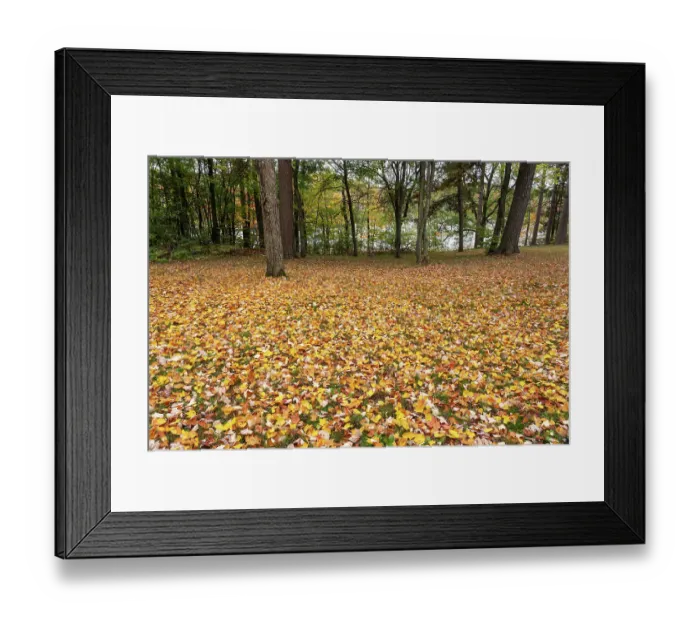Framed Print : USA, Wisconsin, Chequamegon-Nicolet National Forest. Fallen maple leaves in forest. ©Don Grall  /  Jaynes Gallery  /  DanitaDelimont.com