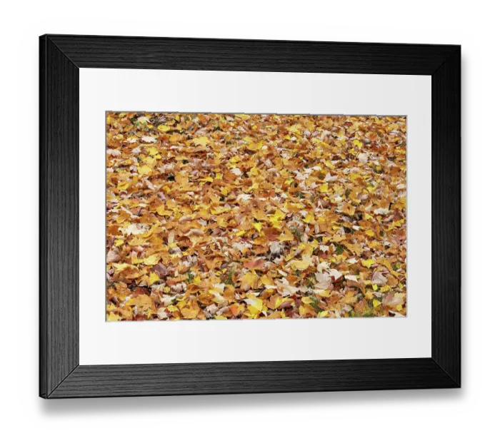 Framed Print : USA, Wisconsin, Chequamegon-Nicolet National Forest. Fallen maple leaves in forest. ©Don Grall / Jaynes Gallery / DanitaDelimont.com Framed Print : USA, Wisconsin, Chequamegon-Nicolet National Forest. Fallen maple leaves in forest. ©Don Grall / Jaynes Gallery / DanitaDelimont.com