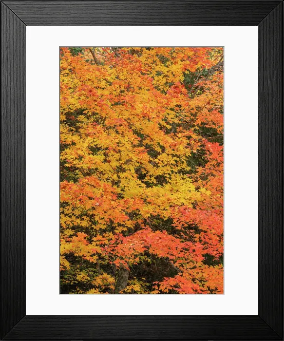 Framed Print : USA, Wisconsin, Chequamegon-Nicolet National Forest. Autumn-colored maple trees in forest. ©Don Grall  /  Jaynes Gallery  /  DanitaDelimont.com