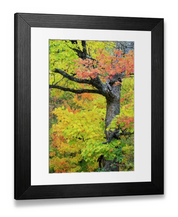 Framed Print : USA, Wisconsin, Chequamegon-Nicolet National Forest. Autumn-colored maple trees in forest. ©Don Grall / Jaynes Gallery / DanitaDelimont.com Framed Print : USA, Wisconsin, Chequamegon-Nicolet National Forest. Autumn-colored maple trees in forest. ©Don Grall / Jaynes Gallery / DanitaDelimont.com