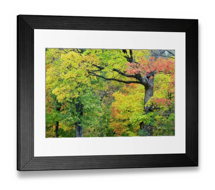 Framed Print : USA, Wisconsin, Chequamegon-Nicolet National Forest. Autumn-colored maple trees in forest. ©Don Grall  /  Jaynes Gallery  /  DanitaDelimont.com