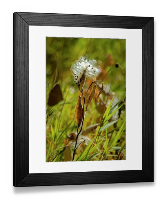 Framed Print : USA, Wyoming. Showy milkweed seed pod close-up. Credit as Fred Lord  /  Jaynes Gallery  /  DanitaDelimont.com