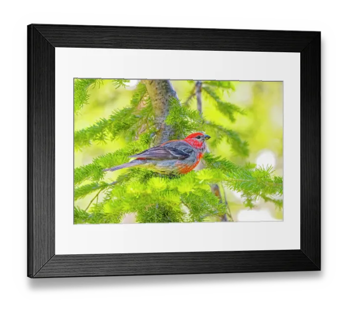 Framed Print : USA, Wyoming, Snowy Range. Male pine grosbeak bird in tree. Credit as Fred Lord  /  Jaynes Gallery  /  DanitaDelimont.com