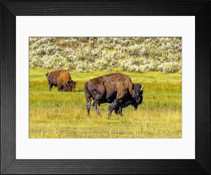 Framed Print : USA, Wyoming, Yellowstone National Park. Bisons in grassy field. Credit as Fred Lord / Jaynes Gallery / DanitaDelimont.com Framed Print : USA, Wyoming, Yellowstone National Park. Bisons in grassy field. Credit as Fred Lord / Jaynes Gallery / DanitaDelimont.com