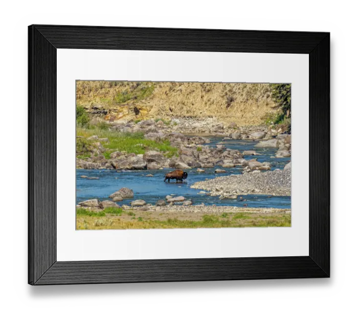 Framed Print : USA, Wyoming, Yellowstone National Park. Bison crossing stream. Credit as Fred Lord / Jaynes Gallery / DanitaDelimont.com Framed Print : USA, Wyoming, Yellowstone National Park. Bison crossing stream. Credit as Fred Lord / Jaynes Gallery / DanitaDelimont.com