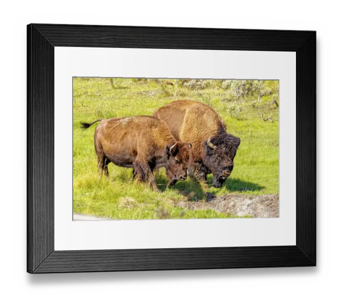 Framed Print : USA, Wyoming, Yellowstone National Park. Bisons in grassy field. Credit as Fred Lord / Jaynes Gallery / DanitaDelimont.com Framed Print : USA, Wyoming, Yellowstone National Park. Bisons in grassy field. Credit as Fred Lord / Jaynes Gallery / DanitaDelimont.com