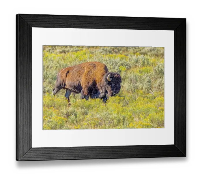 Framed Print : USA, Wyoming, Yellowstone National Park. Bison in grassy field. Credit as Fred Lord / Jaynes Gallery / DanitaDelimont.com Framed Print : USA, Wyoming, Yellowstone National Park. Bison in grassy field. Credit as Fred Lord / Jaynes Gallery / DanitaDelimont.com