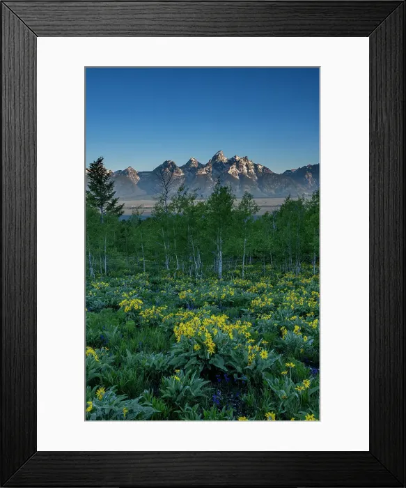 Framed Print : USA, Wyoming. Arrowleaf balsamroot wildflower and aspen trees, Grand Teton National Park Framed Print : USA, Wyoming. Arrowleaf balsamroot wildflower and aspen trees, Grand Teton National Park