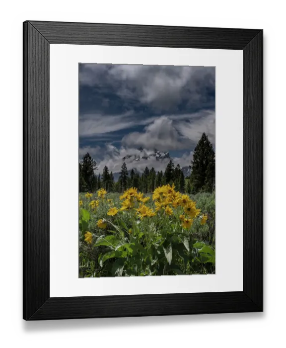 Framed Print : USA, Wyoming. Arrowleaf balsamroot and Mount Moran Framed Print : USA, Wyoming. Arrowleaf balsamroot and Mount Moran
