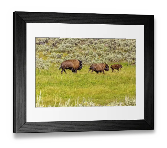 Framed Print : USA, Wyoming, Yellowstone National Park. Bisons in grassy field. Credit as Fred Lord / Jaynes Gallery / DanitaDelimont.com Framed Print : USA, Wyoming, Yellowstone National Park. Bisons in grassy field. Credit as Fred Lord / Jaynes Gallery / DanitaDelimont.com