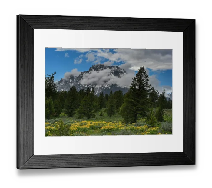 Framed Print : USA, Wyoming. Arrowleaf balsamroot and Mount Moran Framed Print : USA, Wyoming. Arrowleaf balsamroot and Mount Moran