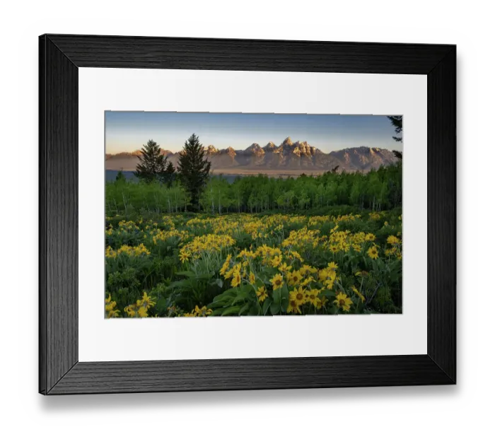 Framed Print : USA, Wyoming. Arrowleaf balsamroot wildflower and aspen trees, Grand Teton in distance, Grand Teton National Park Framed Print : USA, Wyoming. Arrowleaf balsamroot wildflower and aspen trees, Grand Teton in distance, Grand Teton National Park
