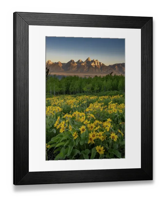 Framed Print : USA, Wyoming. Arrowleaf balsamroot wildflower and aspen trees, Grand Teton in distance, Grand Teton National Park