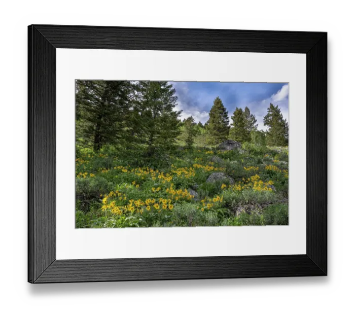 Framed Print : USA, Wyoming. Arrowleaf balsamroot and evergreen trees, Teton Canyon Framed Print : USA, Wyoming. Arrowleaf balsamroot and evergreen trees, Teton Canyon