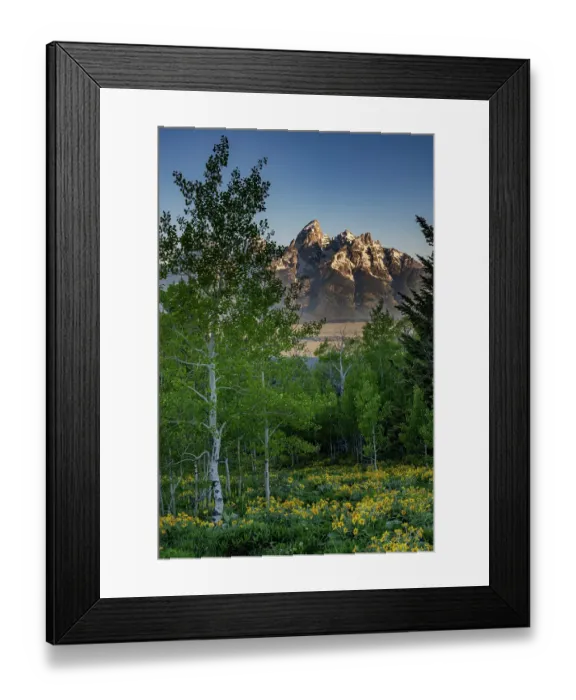 Framed Print : USA, Wyoming. Arrowleaf balsamroot wildflower and aspen trees, Grand Teton in distance, Grand Teton National Park Framed Print : USA, Wyoming. Arrowleaf balsamroot wildflower and aspen trees, Grand Teton in distance, Grand Teton National Park