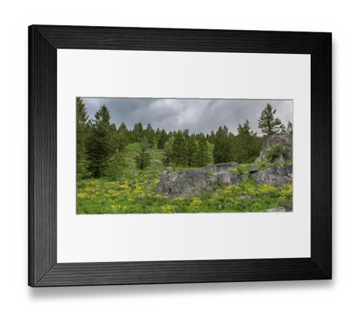 Framed Print : USA, Wyoming. Panoramic of arrowleaf balsamroot and evergreen trees, Teton Canyon Framed Print : USA, Wyoming. Panoramic of arrowleaf balsamroot and evergreen trees, Teton Canyon