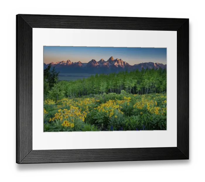 Framed Print : USA, Wyoming. Arrowleaf balsamroot wildflower and aspen trees, Grand Teton in distance, Grand Teton National Park Framed Print : USA, Wyoming. Arrowleaf balsamroot wildflower and aspen trees, Grand Teton in distance, Grand Teton National Park