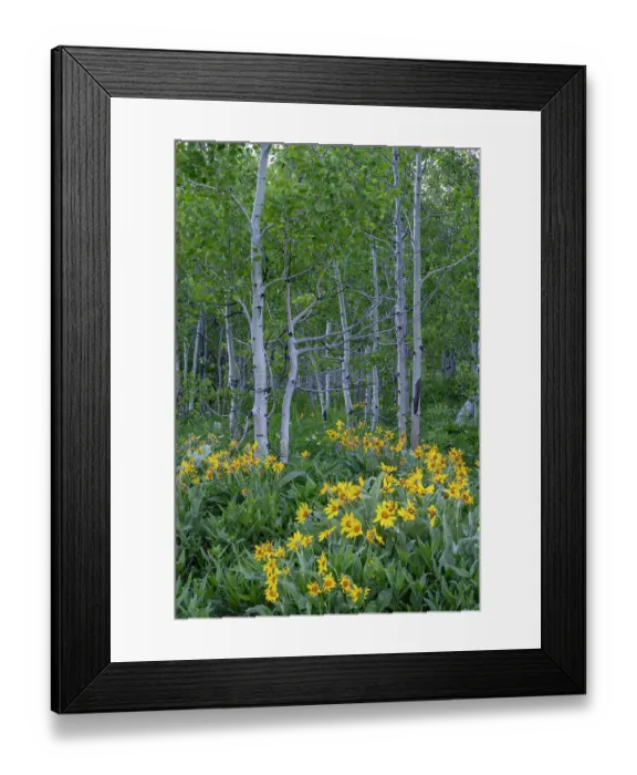 Framed Print : USA, Wyoming. Arrowleaf balsamroot wildflower and aspen trees, Grand Teton National Park