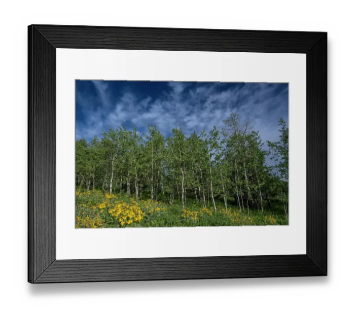 Framed Print : USA, Wyoming. Arrowleaf balsamroot wildflower and aspen trees, Bridger-Teton National Forest Framed Print : USA, Wyoming. Arrowleaf balsamroot wildflower and aspen trees, Bridger-Teton National Forest