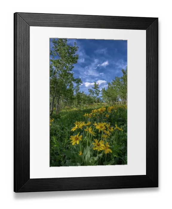 Framed Print : USA, Wyoming. Arrowleaf balsamroot wildflower and aspen trees, Bridger-Teton National Forest Framed Print : USA, Wyoming. Arrowleaf balsamroot wildflower and aspen trees, Bridger-Teton National Forest