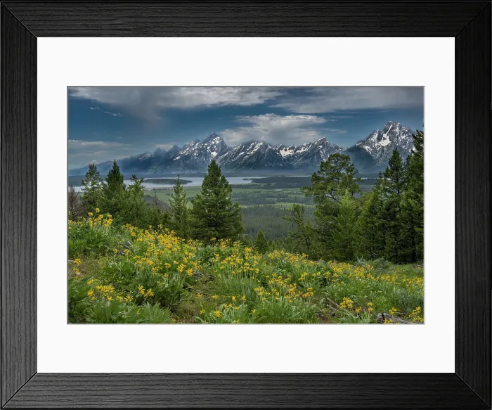 Framed Print : USA, Wyoming. Wildflowers and the Teton Range, from the Grand Teton to Mount Moran, Grand Teton National Park Framed Print : USA, Wyoming. Wildflowers and the Teton Range, from the Grand Teton to Mount Moran, Grand Teton National Park