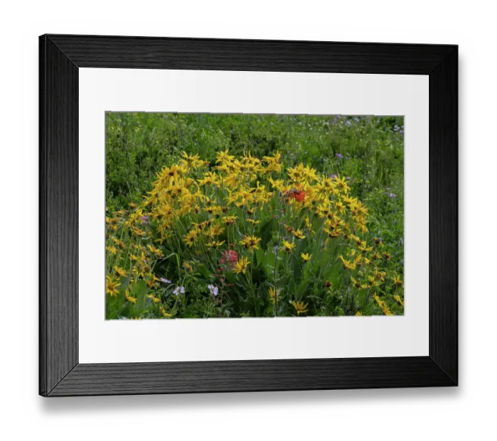 Framed Print : USA, Wyoming. Arrowleaf balsamroot and scarlet gilia wildflowers, Teton Mountains Framed Print : USA, Wyoming. Arrowleaf balsamroot and scarlet gilia wildflowers, Teton Mountains