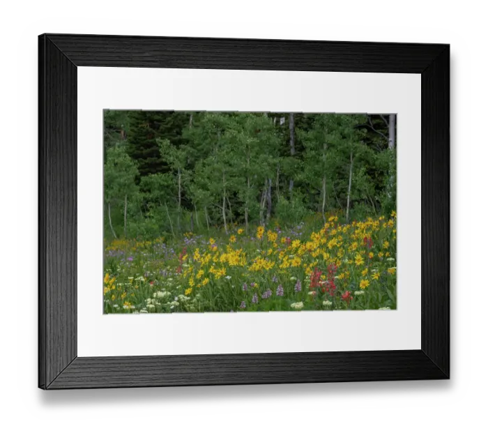 Framed Print : USA, Wyoming. Meadow with wildflowers and aspen trees, west side of Tetons Framed Print : USA, Wyoming. Meadow with wildflowers and aspen trees, west side of Tetons