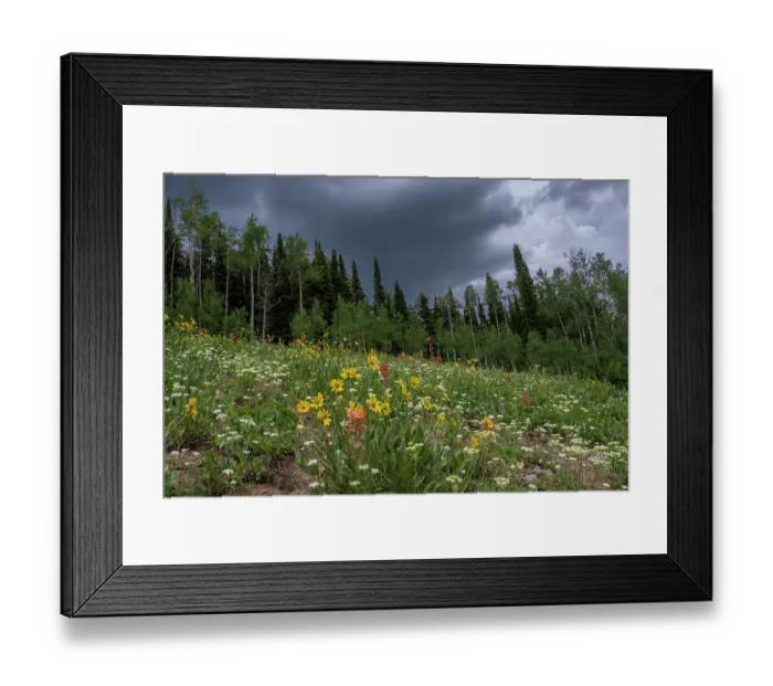 Framed Print : USA, Wyoming. Meadow with wildflowers and aspen trees, west side of Tetons