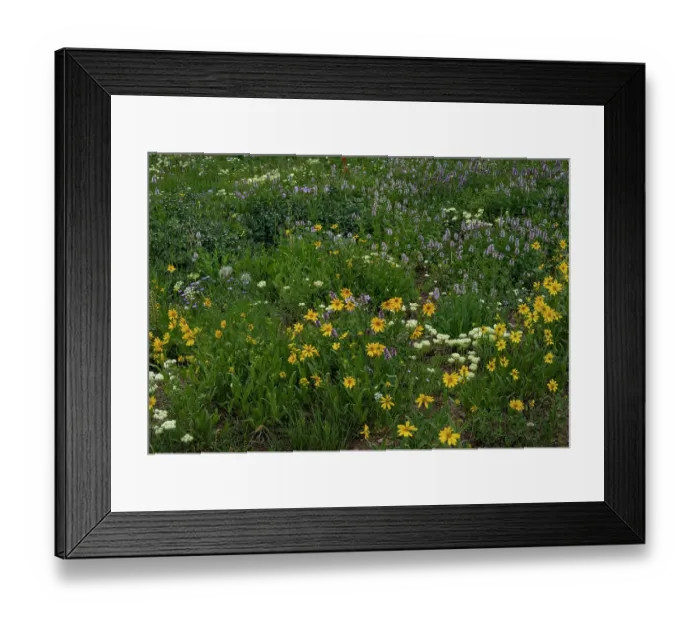 Framed Print : USA, Wyoming. Meadow of wildflowers on west side of Tetons Framed Print : USA, Wyoming. Meadow of wildflowers on west side of Tetons