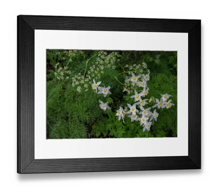 Framed Print : USA, Wyoming. Colorado Columbine wildflowers Framed Print : USA, Wyoming. Colorado Columbine wildflowers
