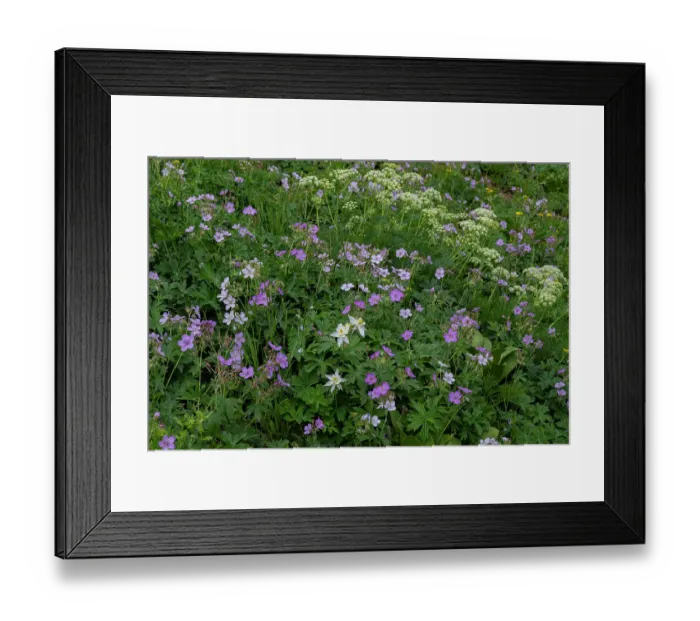 Framed Print : USA, Wyoming. Field of columbine, geranium, cow parsnip Framed Print : USA, Wyoming. Field of columbine, geranium, cow parsnip