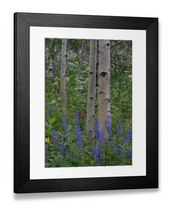 Framed Print : USA, Wyoming. Aspen trunks and lupine wildflowers, Teton Mountains Framed Print : USA, Wyoming. Aspen trunks and lupine wildflowers, Teton Mountains