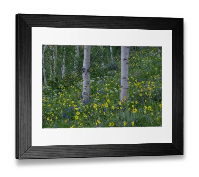 Framed Print : USA, Wyoming. Aspen trunks with Arrowleaf balsamroot and lupine, Teton Mountains Framed Print : USA, Wyoming. Aspen trunks with Arrowleaf balsamroot and lupine, Teton Mountains