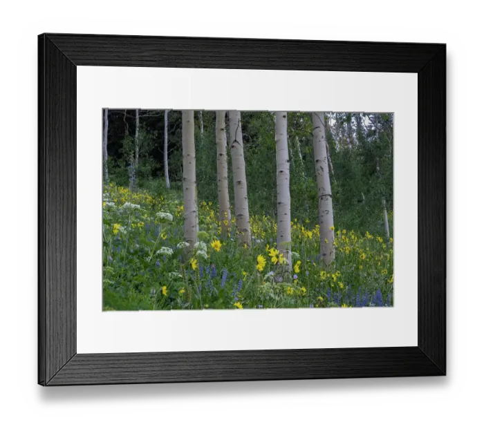 Framed Print : USA, Wyoming. Arrowleaf balsamroot, cow parsnip. Lupine wildflowers and aspen trees, Jedediah Smith Wilderness Framed Print : USA, Wyoming. Arrowleaf balsamroot, cow parsnip. Lupine wildflowers and aspen trees, Jedediah Smith Wilderness