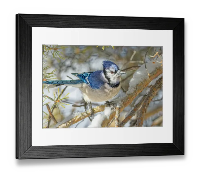 Framed Print : USA, Colorado, Fort Collins. Blue jay and snow. Credit as Fred Lord / Jaynes Gallery / DanitaDelimont.com Framed Print : USA, Colorado, Fort Collins. Blue jay and snow. Credit as Fred Lord / Jaynes Gallery / DanitaDelimont.com
