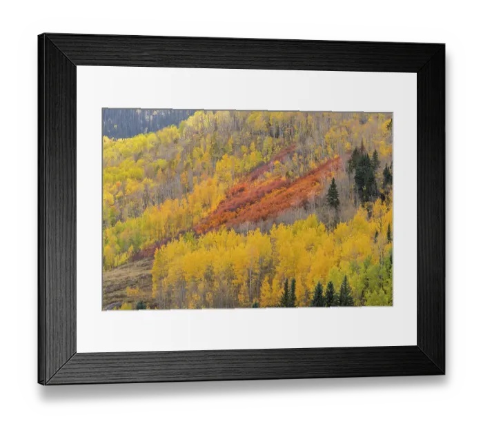 Framed Print : USA, Colorado, San Juan National Forest. Orange scrub oaks and aspen trees on mountainside. ©Don Grall / Jaynes Gallery / DanitaDelimont.com Framed Print : USA, Colorado, San Juan National Forest. Orange scrub oaks and aspen trees on mountainside. ©Don Grall / Jaynes Gallery / DanitaDelimont.com