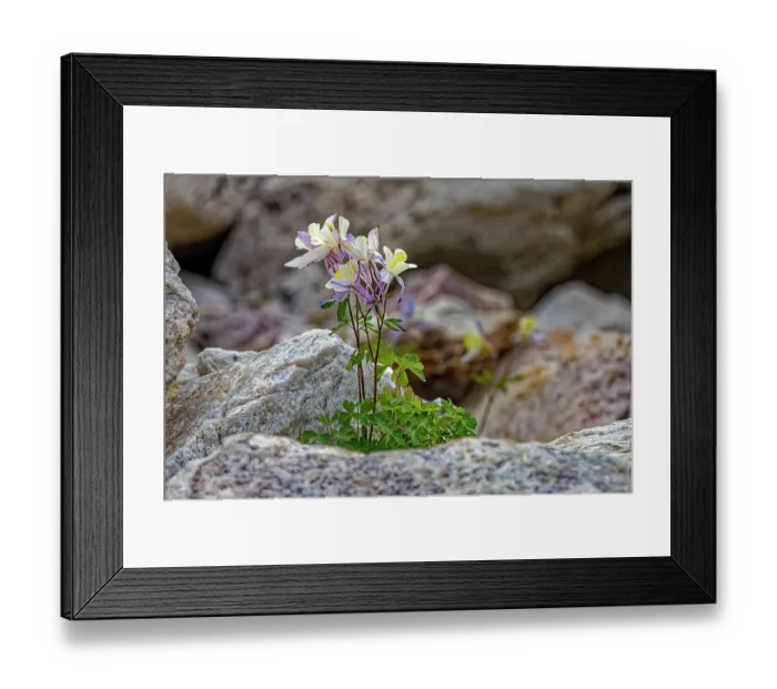 Framed Print : USA, Wyoming, Snowy Range. Blue columbine flower. Credit as Fred Lord / Jaynes Gallery / DanitaDelimont.com Framed Print : USA, Wyoming, Snowy Range. Blue columbine flower. Credit as Fred Lord / Jaynes Gallery / DanitaDelimont.com