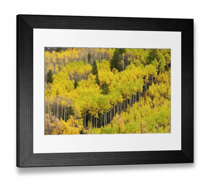 Framed Print : USA, Colorado, San Juan National Forest. Autumn-colored aspen forest. ©Don Grall / Jaynes Gallery / DanitaDelimont.com Framed Print : USA, Colorado, San Juan National Forest. Autumn-colored aspen forest. ©Don Grall / Jaynes Gallery / DanitaDelimont.com