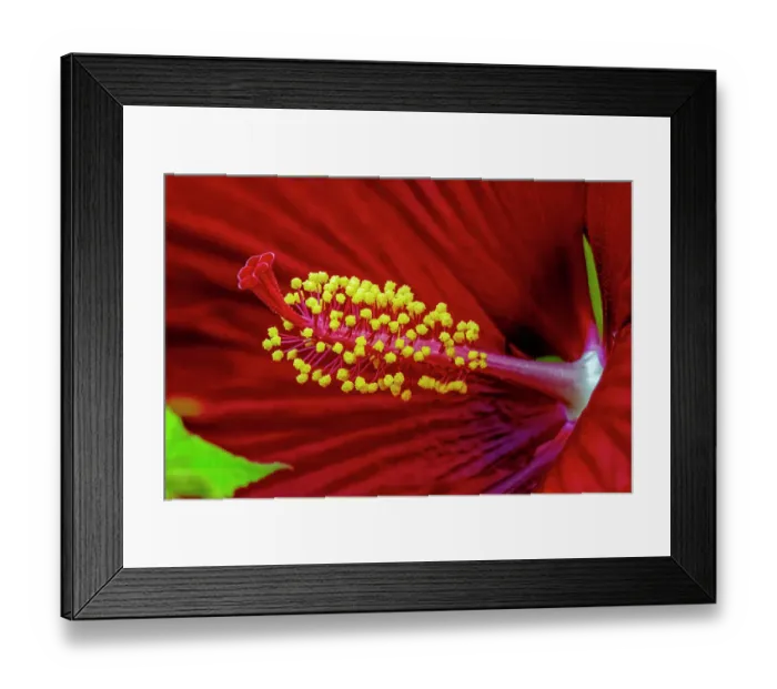Framed Print : USA, Colorado, Fort Collins. Close-up of hibiscus flower. Credit as Fred Lord  /  Jaynes Gallery  /  DanitaDelimont.com
