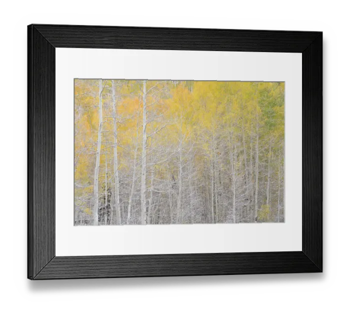 Framed Print : USA, Colorado, Uncompahgre National Forest. Snow on autumn forest landscape. ©Don Grall / Jaynes Gallery / DanitaDelimont.com Framed Print : USA, Colorado, Uncompahgre National Forest. Snow on autumn forest landscape. ©Don Grall / Jaynes Gallery / DanitaDelimont.com