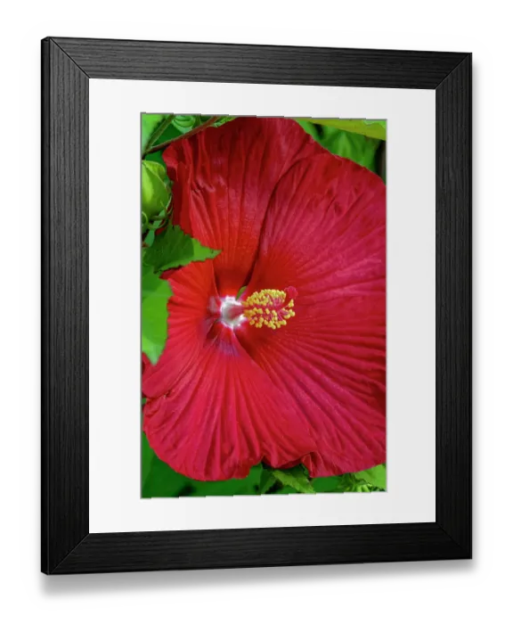 Framed Print : USA, Colorado, Fort Collins. Close-up of hibiscus flower. Credit as Fred Lord / Jaynes Gallery / DanitaDelimont.com Framed Print : USA, Colorado, Fort Collins. Close-up of hibiscus flower. Credit as Fred Lord / Jaynes Gallery / DanitaDelimont.com