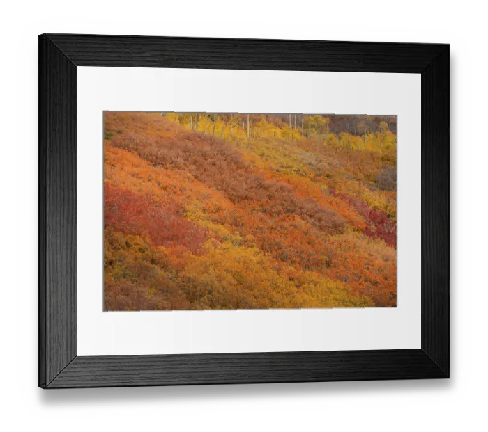 Framed Print : USA, Colorado, San Juan National Forest. Autumn-colored forest. ©Don Grall / Jaynes Gallery / DanitaDelimont.com Framed Print : USA, Colorado, San Juan National Forest. Autumn-colored forest. ©Don Grall / Jaynes Gallery / DanitaDelimont.com
