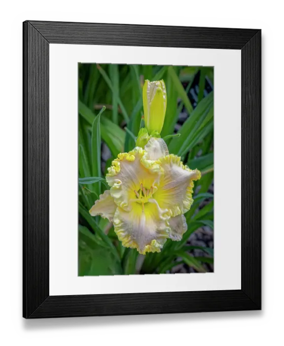 Framed Print : USA, Colorado, Fort Collins. Lily flower close-up. Credit as Fred Lord / Jaynes Gallery / DanitaDelimont.com Framed Print : USA, Colorado, Fort Collins. Lily flower close-up. Credit as Fred Lord / Jaynes Gallery / DanitaDelimont.com