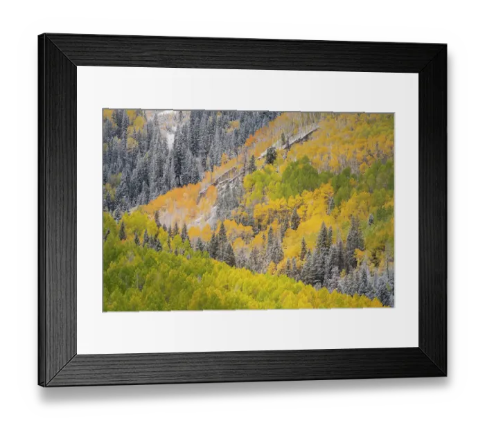 Framed Print : USA, Colorado, Uncompahgre National Forest. Snow on autumn forest landscape. ©Don Grall / Jaynes Gallery / DanitaDelimont.com Framed Print : USA, Colorado, Uncompahgre National Forest. Snow on autumn forest landscape. ©Don Grall / Jaynes Gallery / DanitaDelimont.com